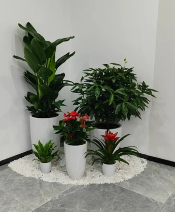 江北植物摆放店全方位解析，通俗易懂